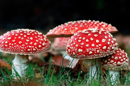 Before Using Amanita Muscaria
