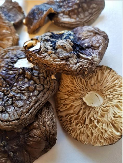 Dried Amanita PANTHERINA 50g - Vikingamanita