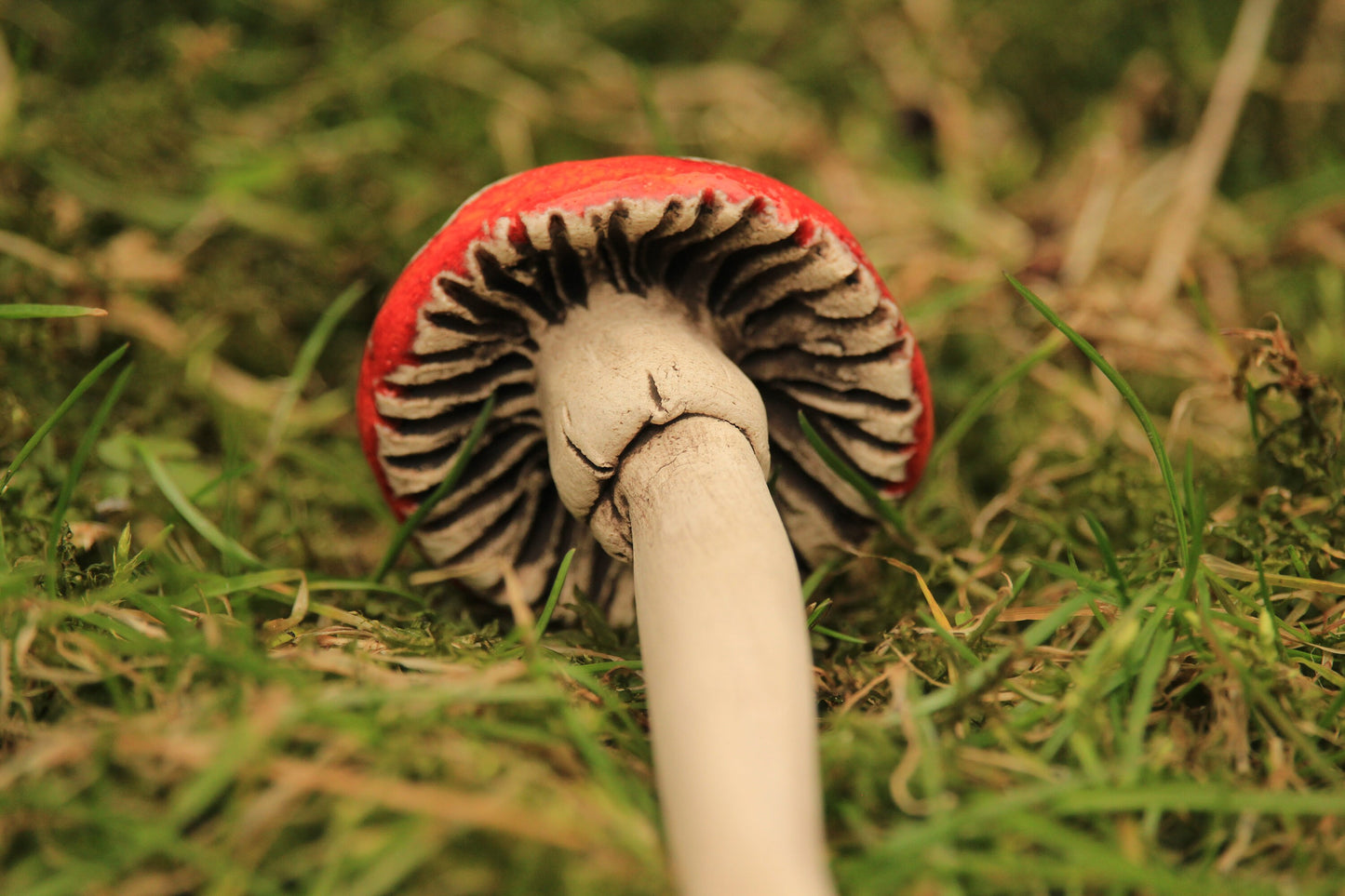 Ceramic Mushroom Spoon - Vikingamanita