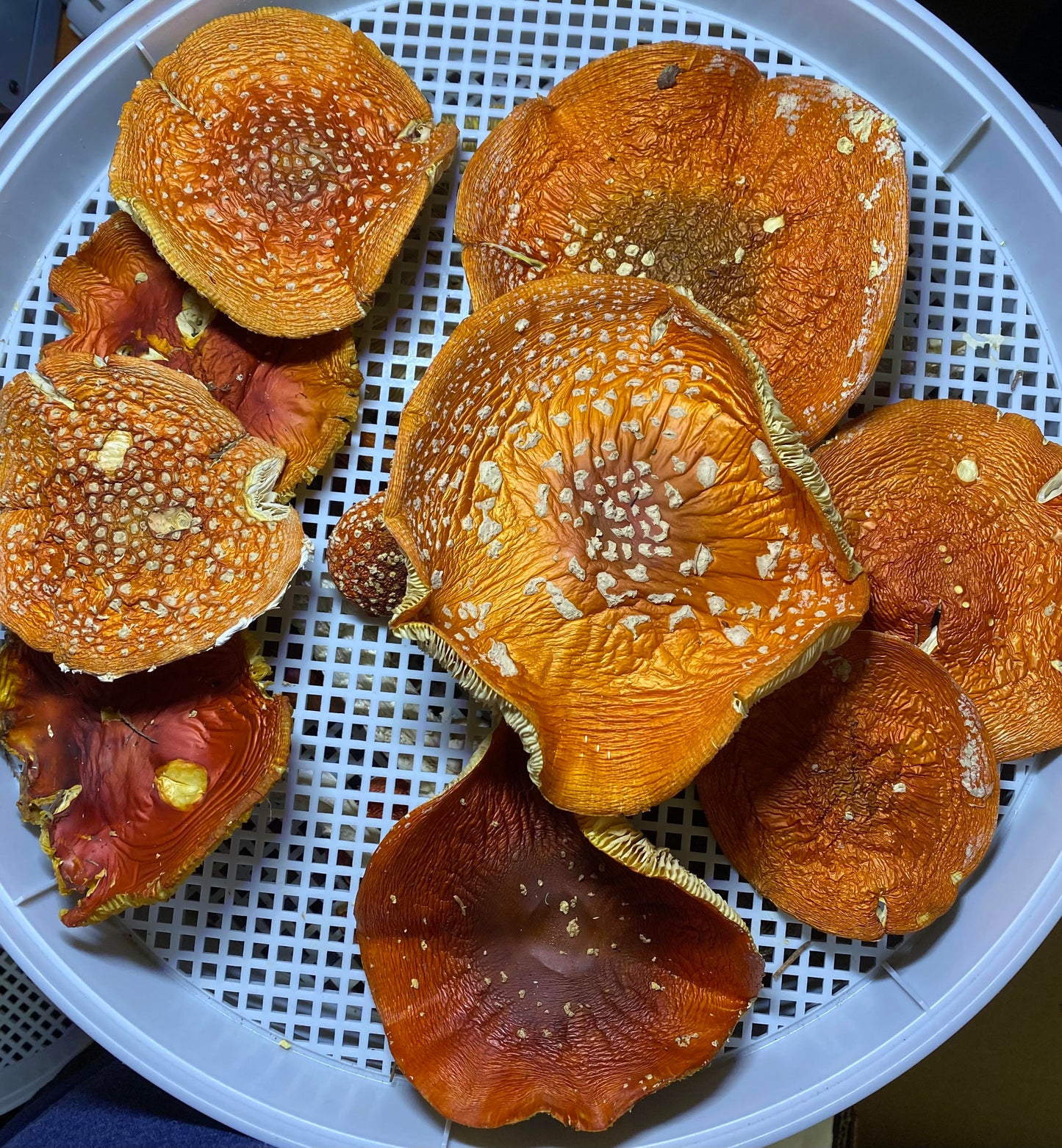 Amanita Muscaria Dried Caps from Viking Land 2023 Harvest