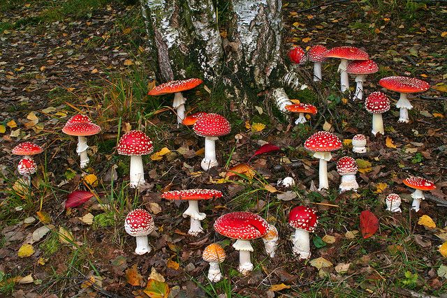 amanita muscaria harvesting