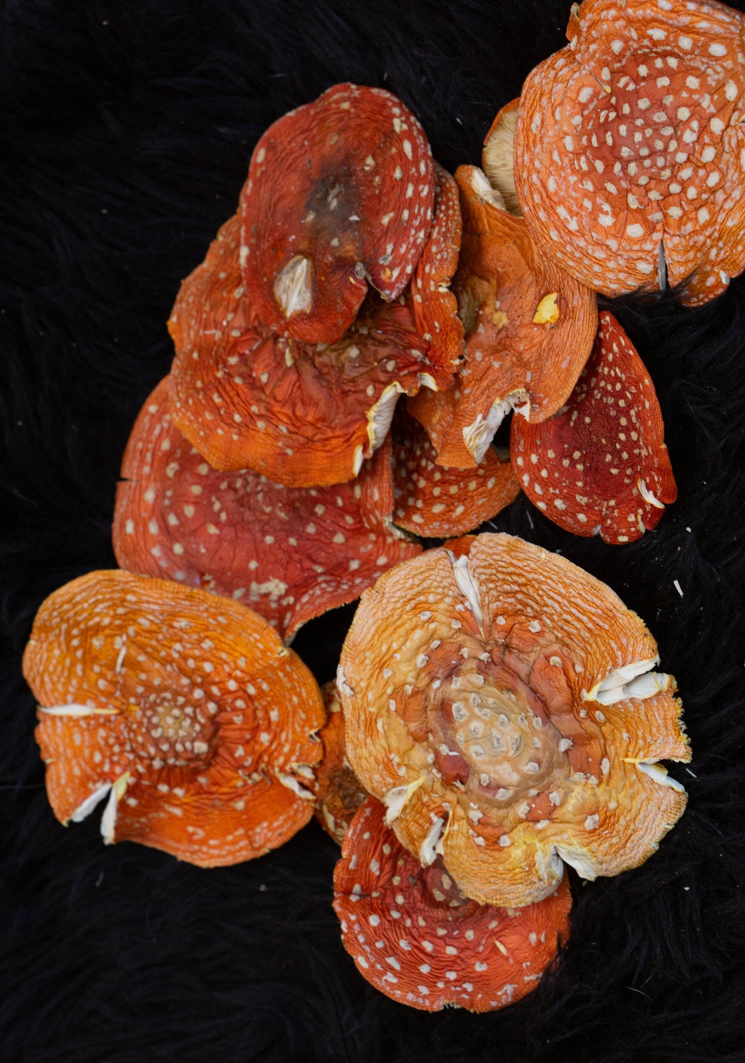 Amanita Muscaria Dried Caps from Viking land 2023 harvest - Vikingamanita amanita muscaria dried caps