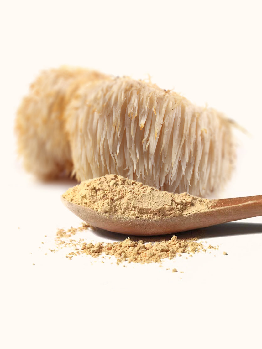 Lion's Mane Extract 10:1 Powder 100g - Vikingamanita