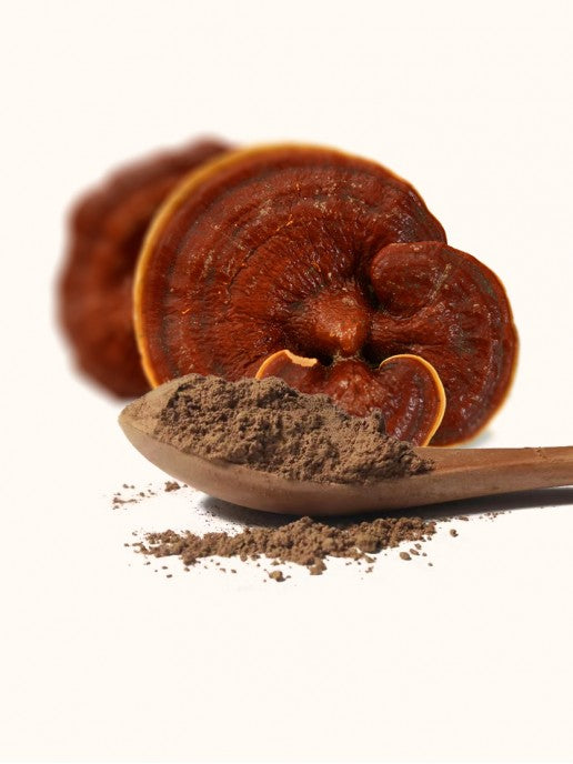 Reishi Mushroom Extract 10:1 Powder 100g - Vikingamanita